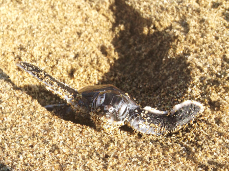 Java - Hello turtle!