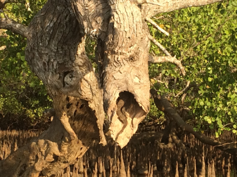 Rondreis Bali - Leguaan in mangrove