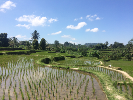 Rondreis Bali - Fietsen rond Ubud