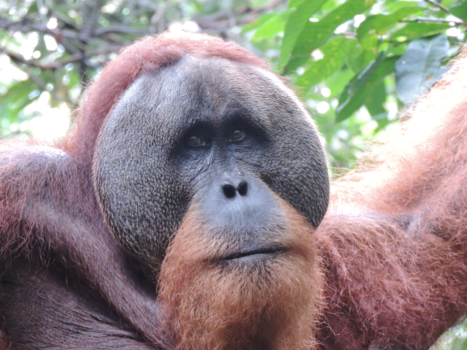 Sumatra - Orang- oetan