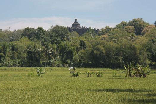 Java - Sawa’s bij Borobudur