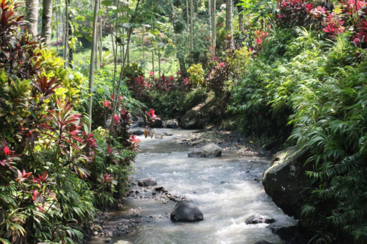 Java - Plantageplaatje