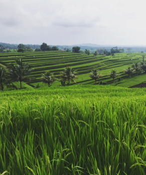 Bali - Rijstvelden jatiluwih