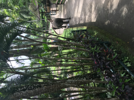 Bali - Mason elephant park