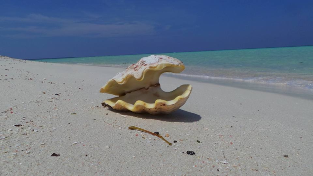 Karimunjawa Marine National Park - Witte stranden, prachtige schelp