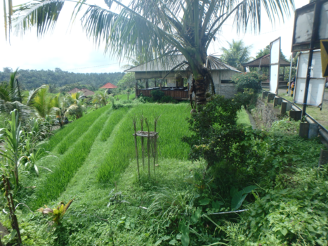 Bali - rijstterras