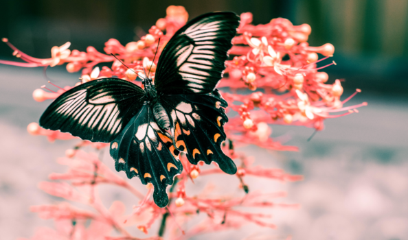 Tana Toraja - A beautiful coincidence