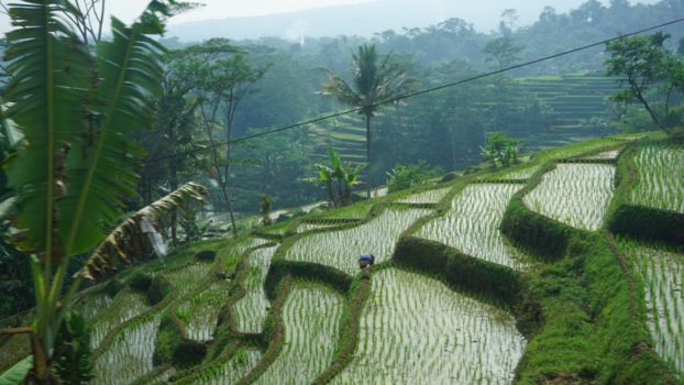 Rondreis Indonesië in vier weken