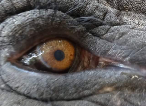 Rondreis Bali & Java - Oliefant