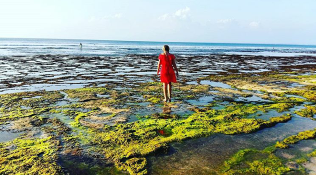 Bali - Red reef wanderer...