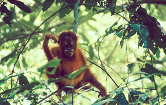 Sumatra - What I'm doing? Oh just chilling in a tree, thinking and doing some yoga.