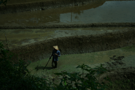 Rondreis Bali & Java - Werkende lokale bevolking in de rijstverbouwing!