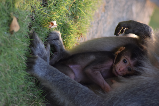 Bali - There is no live like a mothers love