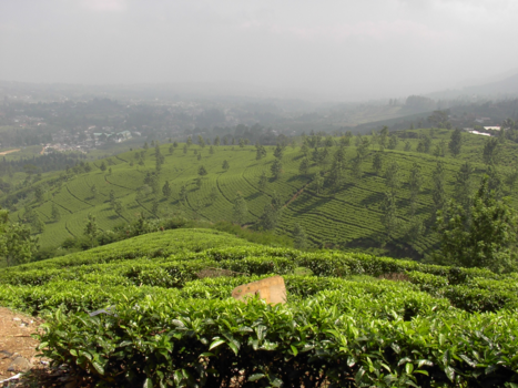 Java - Omgeving Bandung