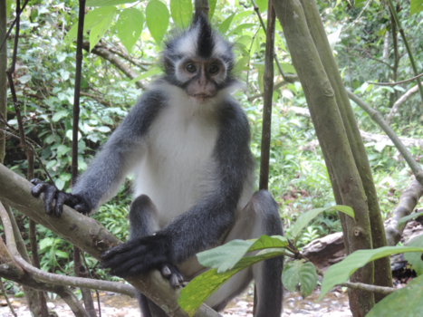 Sumatra - Thomas leaf money