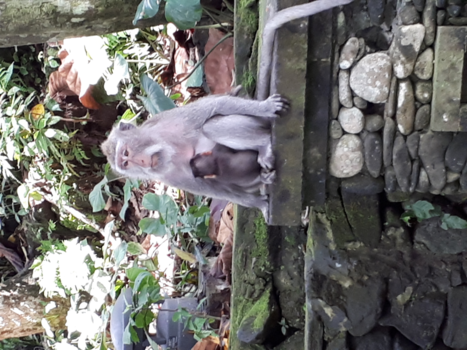Bali - Ubud monkey forest