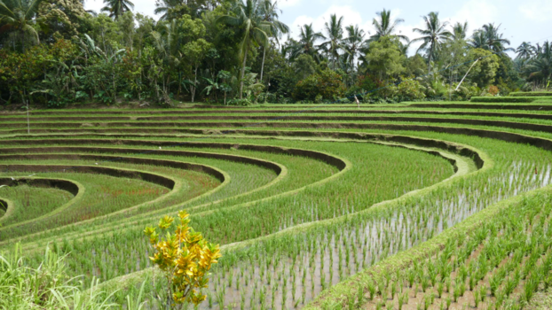 Bali - Rijstvelden in Ubud