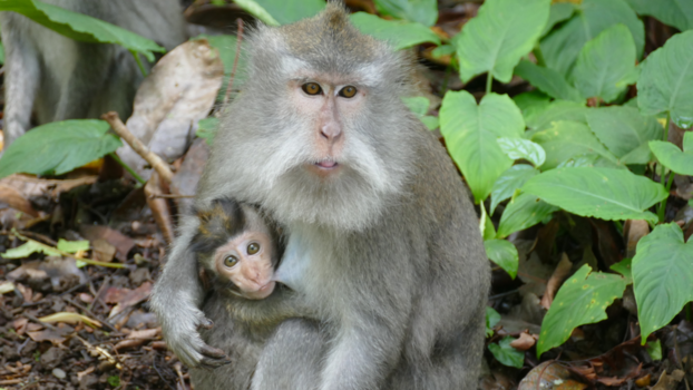 Bali - Aapjes in het apenbos