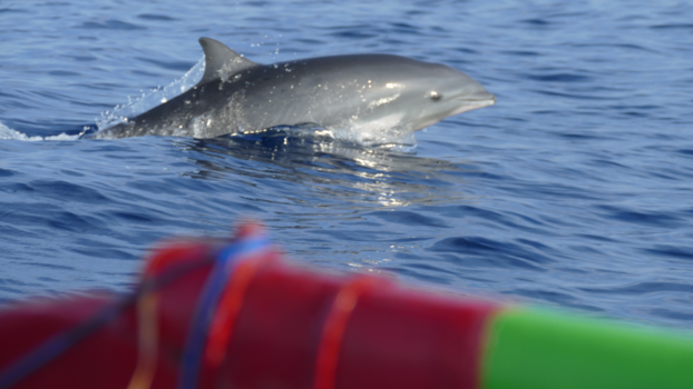 Bali - Dolfijnen spotten Lovina