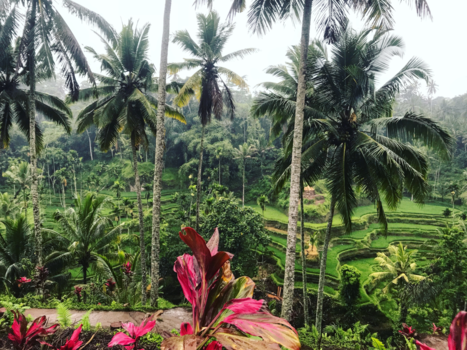 Ubud - Rijstvelden in Ubud