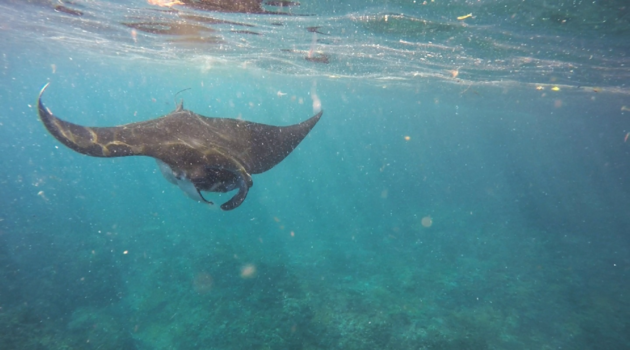 Nusa Lembongan - Ray of  Sun