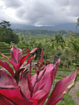 Bali - Rijstvelden Bali