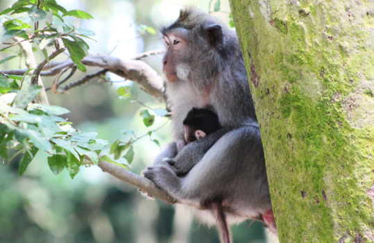 Bali - Moeder liefde