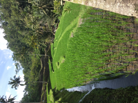 Ubud - The beautifull ricefields of Ubud