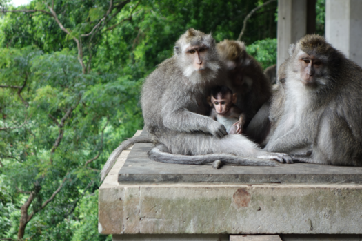 Bali - Dreaming away in the Monkey forrest