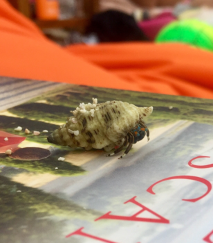 Nusa Lembongan - Schelpdiertje aan de wandel