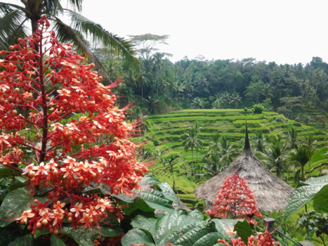 Bali - Terrassen van de rijsvelden