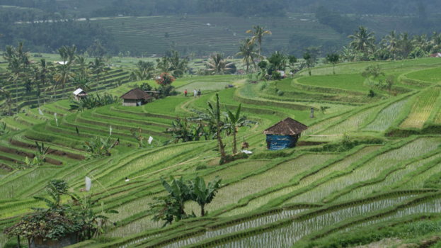 Bali - Jatiluwih Green Land
