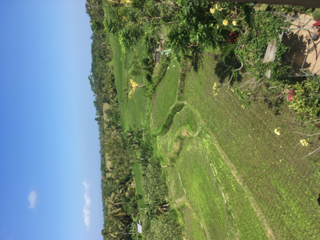 Bali - Uitzicht tijdens lunch in Ubud