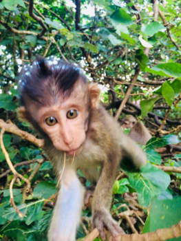 Bali - Cheeky monkey