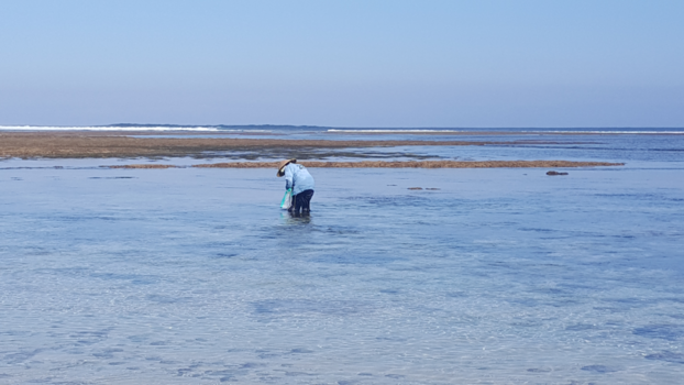 Bali - Local zeewierteler Bali