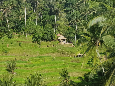 Bali - Rijstvelden ubud