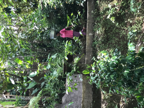 Bali - Koffieplantage Tegallalang