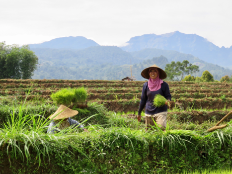 Sulawesi - Dreamfields