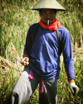 Java - Man of the fields