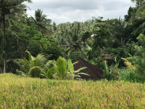 Bali - Rijstvelden Ubud