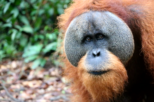 Sumatra - Oerang oetang