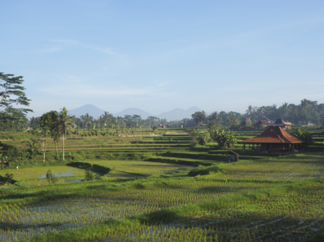 Ubud - Campuhan Ridge Walk, Ubud