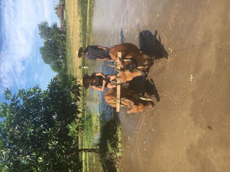 Bali - Keeping up with The farmers