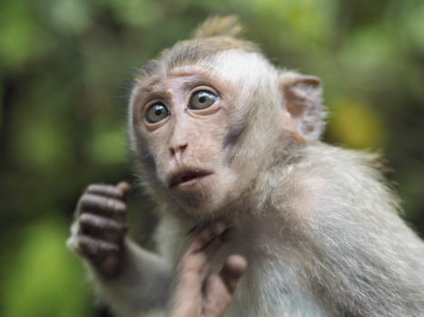 Monkey Forest - Monkey Forest, Ubud