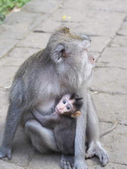 Monkey Forest - Monkey Forest Ubud, mother and child