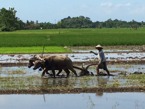 Rondreis Bali & Java - En de boer, hij ploegde voort....