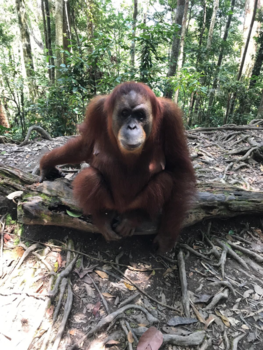 Sumatra - Jungle track