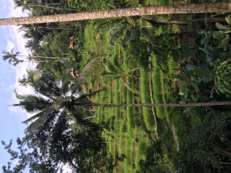 Bali - Mooie natuur van Ubud in Bali.