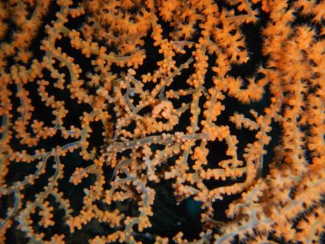 USS Liberty Shipwreck - Pygmee seahorse