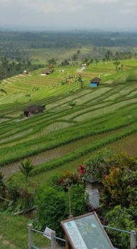 Bali - Rijstvelden